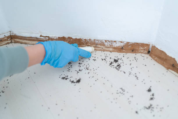 Best Local Pest Control Services  in Beresford, SD